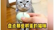 宠物解说: 盘点那些孵蛋的小猫咪宠物 萌宠 家有萌宠 猫咪