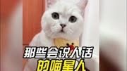 盘点那些会说人话的猫咪,成了精的猫咪#搞笑 #宠物 #猫咪成精