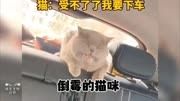 169_盘点那些倒霉的猫咪