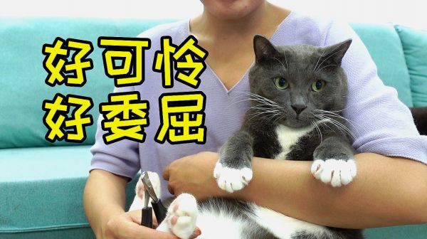 这只中华田园猫成精了，趁着男主人不在家，变成了妈宝男！