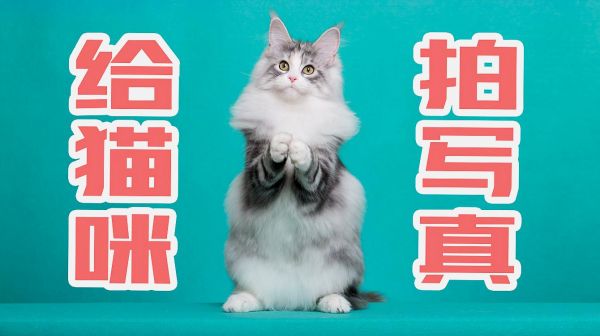 给缅因猫拍写真照太难了，还把墙给砸了！幸好猫咪乖乖配合！