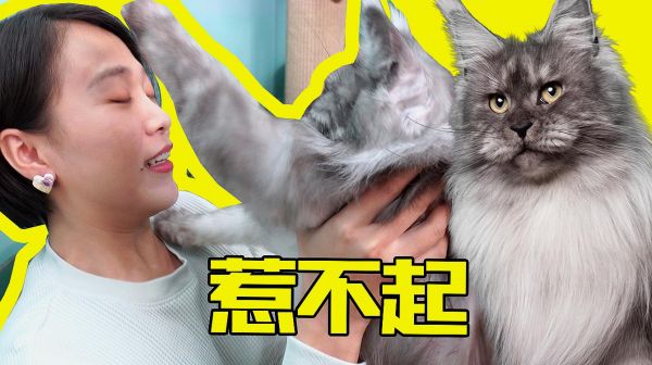 女主人强吻缅因猫惨遭打脸，只为听到嘤嘤嘤的叫声，我太难了！