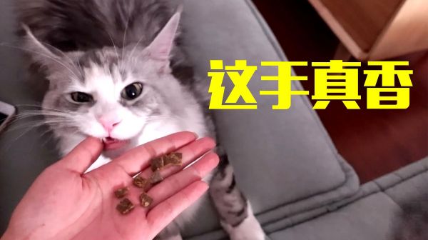 缅因猫的智商到底有多高？肉摆在眼前却吃不到！女主人笑疯了！