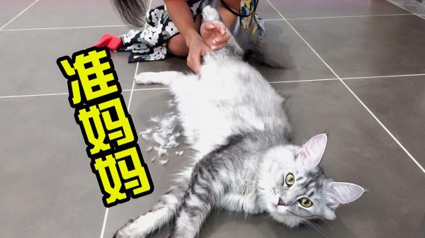 女主人给怀孕的猫咪剃毛，乖的像只假猫，竟然还拍到了胎动！