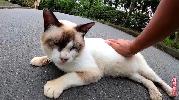 在路边遇到的暹罗猫，缠住路人撒娇，这么可爱怎么会流浪！