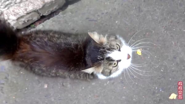 一只聪明流浪猫，把 路人带到它吃食物的地方，表示它需要食物