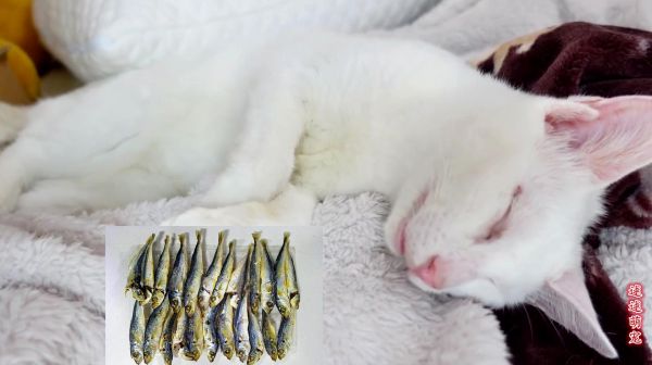 猫咪会做梦么？这个视频告诉你答案，一定是梦到小鱼干了