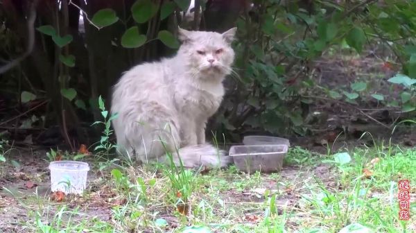 可怜的老猫被抛弃，它已经不相信人类，注定要孤独终老