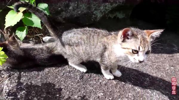 山顶小猫昨天还好好的，今天有一只站不起来了，不爱请不要伤害