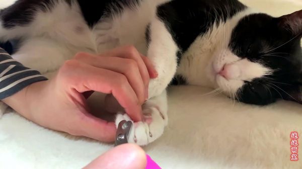 偷偷给熟睡的猫剪指甲，你猜会怎么样，可以给你家的猫试试