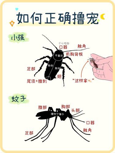 掌握这些撸宠手法保证宠物把你当做宝！