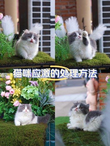 猫咪应激的处理方法