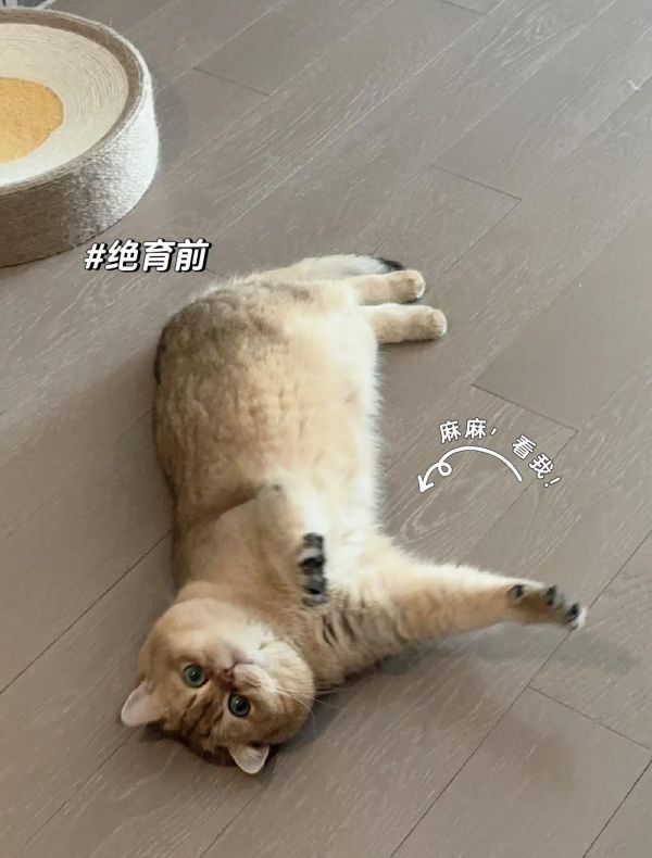 仪征芭迪宠物(专注猫繁育·ISB赛洗):门店猫犬绝育拼团活动一直都在进行中喔 最好的服务 最贵的设备 最少的 1、降低患病的概率 给猫咪做绝育手术,可以降低猫咪患一些疾病的概率,比如能降低生殖疾病。母猫绝育能降低乳腺肿瘤的患病率,还能避免母猫患子宫蓄脓、卵巢癌等疾病的风险。公猫绝育能降低患睾丸癌、前列腺炎等疾病的几率。 2、性格更温顺 大部分猫咪在绝育后,性格会变得更加温顺粘人。如果猫咪平时脾气比较暴躁,在绝育后,性格都会变得温和很多。 3、避免发情困扰 猫咪在发情期间会喜欢乱嚎叫、到处乱尿、夜晚比较吵闹等等,不仅打扰到主人休息还会影响到邻居。给猫咪绝育的最大好处就是能避免猫咪发情期间给大家带来的困扰。 4、延长寿命 做了绝育手术的猫咪会比没有做绝育手术的猫咪寿命长1~2年,所以给猫咪绝育的好处还能延长猫咪寿命,猫咪能陪主人更长时间。#好店推荐