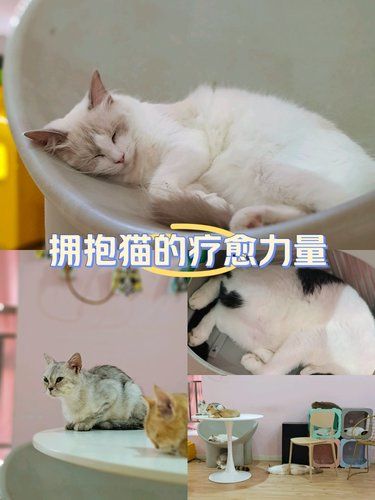 拥抱猫的疗愈力量