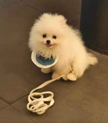 狗狗萌态百看不厌