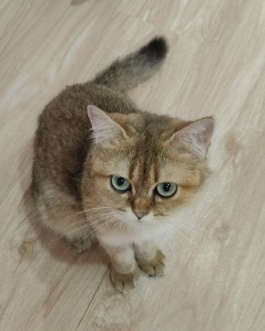 会主动跳到你怀里的小肥猫