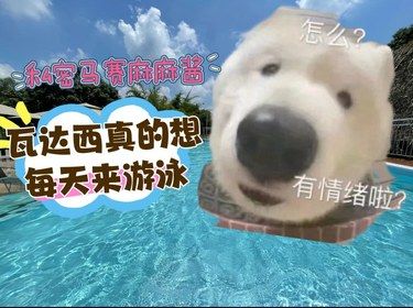 私密马赛麻麻酱 瓦达西真的很想每天都来和别狗