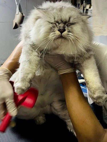 关于猫猫洗澡洗成了老爷爷‍~