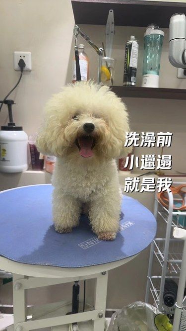 宠物美容小心得