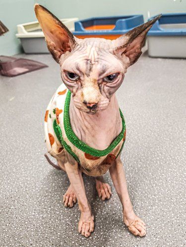 猫孩子治愈一切不开心丨撸猫记
