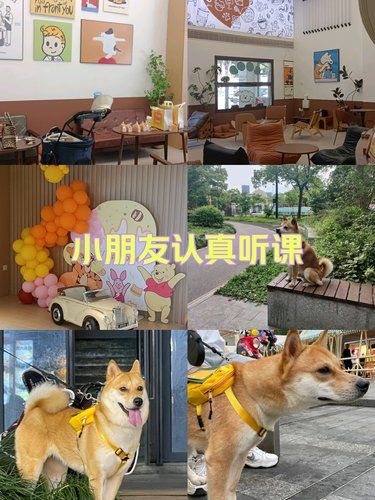 有旋转楼梯的狗狗游乐场。