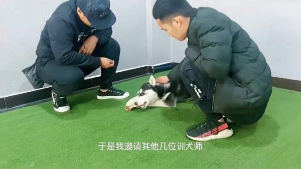 咬人护食哈士奇大调整,看看调整前后对比,变化大么