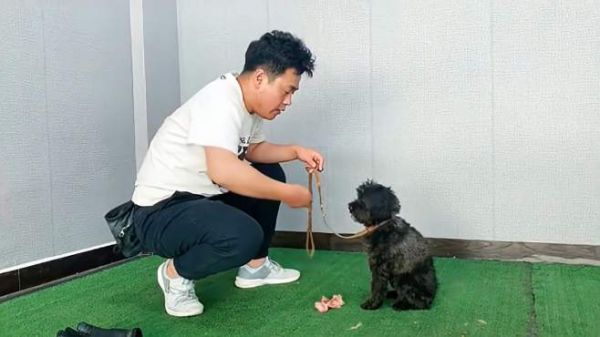 泰迪犬咬人护食严重,攻击性不亚于一条大型犬,看训犬师怎样调整