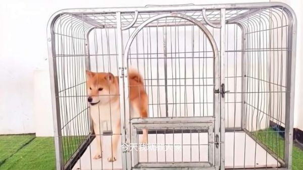 如何避免狗狗笼内乱叫,训犬师教你两招,你学会了么