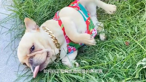 狗狗外出捡食垃圾,吃陌生人的食物,看看训犬师怎样调整