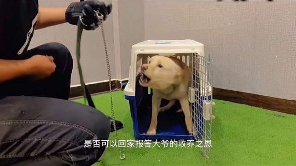 训犬师真是个危险职业,中华田园犬护食咬人,这下有挂花了