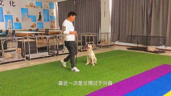 狗狗出现“溜人”现象,在外比较兴奋怎么办,看看训练师的办法
