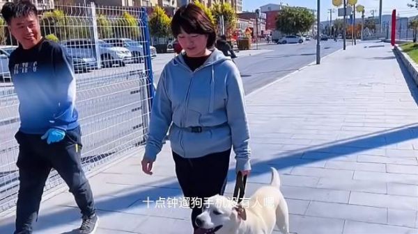 训练完的狗狗在主人眼前什么情况,看看训练完的狗狗,表现怎么样