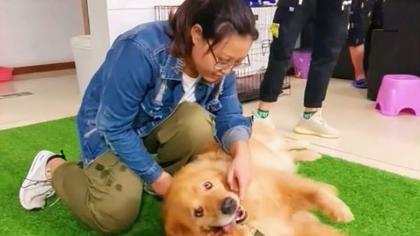 金毛咬人护食被铁链拴了三年,看看训犬师的调整方法,你认同么