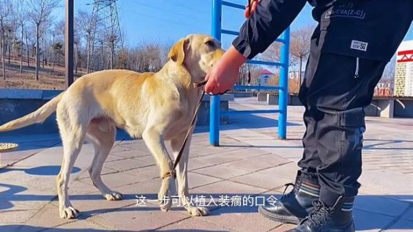 网红犬要学的技能,狗狗学会这个技能,走在大街上提高回头率