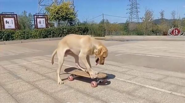 网红犬是怎样炼成的,看看网红泉的这些技能,你家狗狗有么