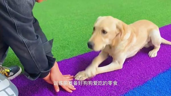 想让狗狗学会跷二郎手,看看训犬师怎么做的,快学起来