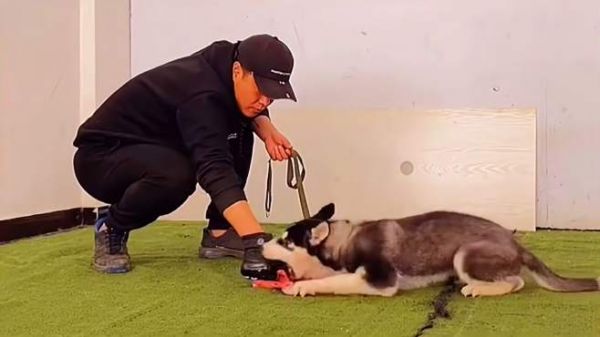 哈士奇幼犬护食咬人,看看训犬师调整完会有什么神奇的事情发生