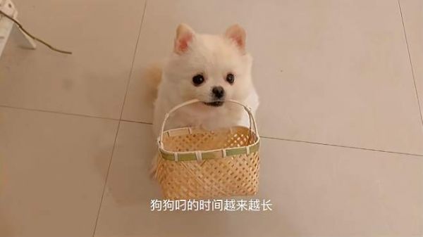 狗狗学会吊篮子并不难,看看训犬师怎么做的,快学起来(上)