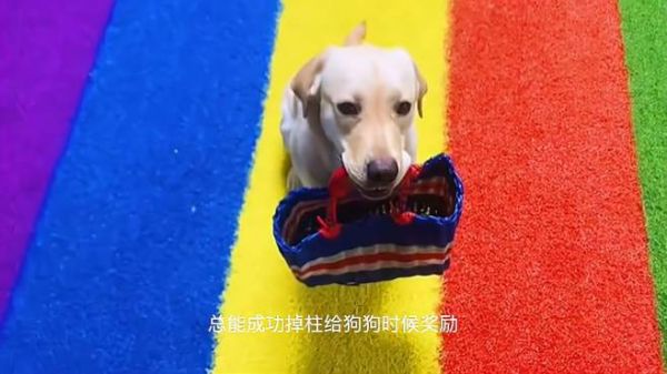 狗狗学会吊篮子并不难,看看训犬师怎么做的,快学起来(下)