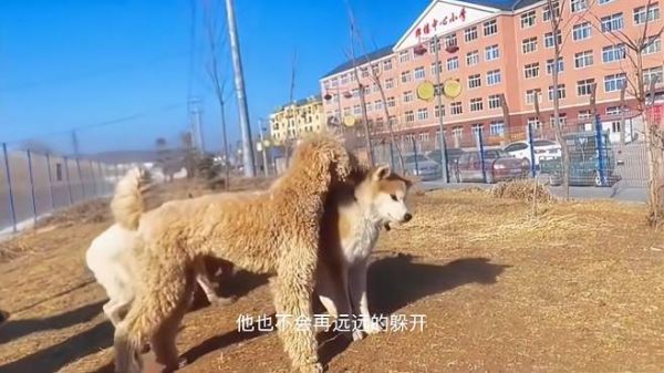 狗狗社交能力差,不和其他同类合群,怎样消除它的戒备心理