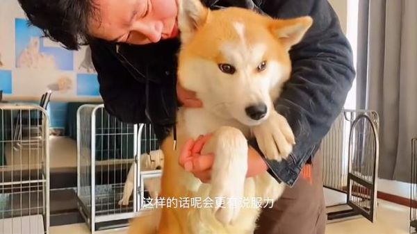 狗狗护食咬人大总结,看看训犬师调整完的狗狗,前后有什么区别