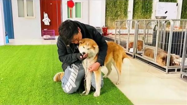 恶犬咬人只能靠打来纠正么?看看训犬师的说法,你会恍然大悟