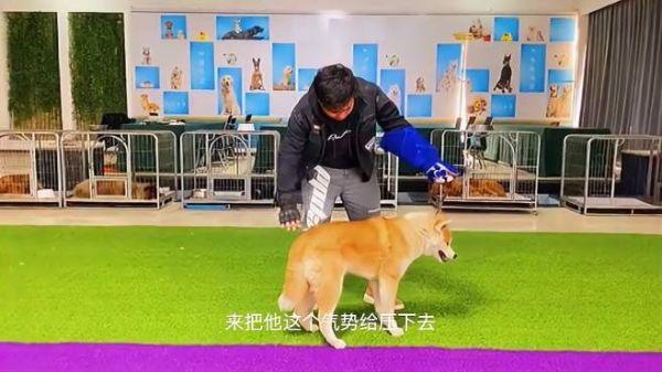 宠物犬不喜欢身体接触咬人,狗狗心理脱敏,赶紧学起来