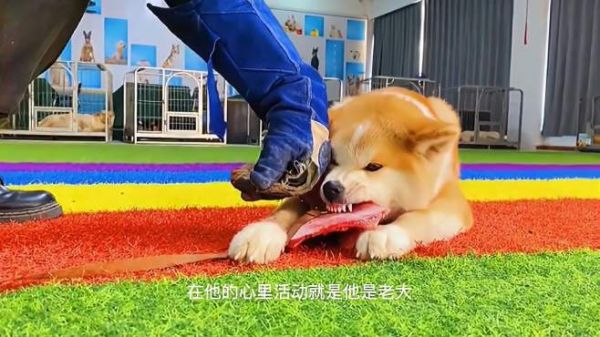 宠物护食咬人,怎样调整狗狗心理,才能成为一个合格的宠物犬