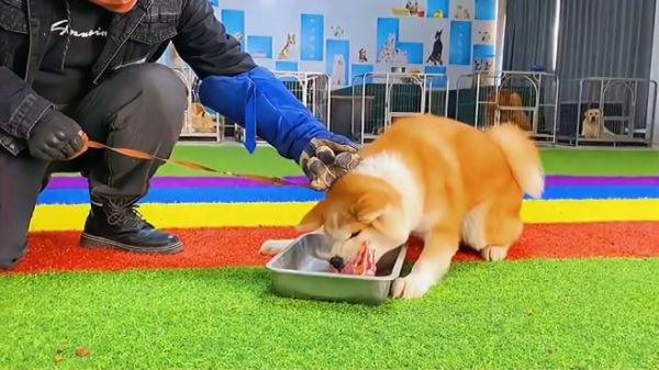 宠物犬护食咬人,怎样调整宠物心理,才不会成恶犬