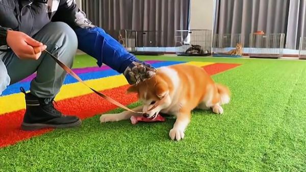 训犬师解密狗狗为什么咬人护食,看看这个视频,你就明白了