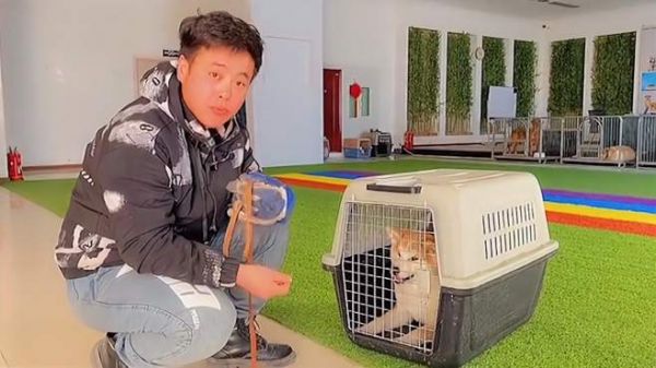 秋田犬咬人护食调整训练,看看训犬人怎么做的,快学起来