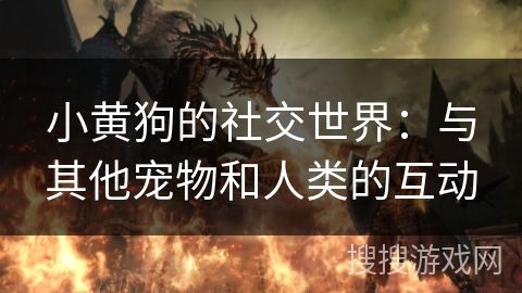小黄狗的社交世界：与其他宠物和人类的互动