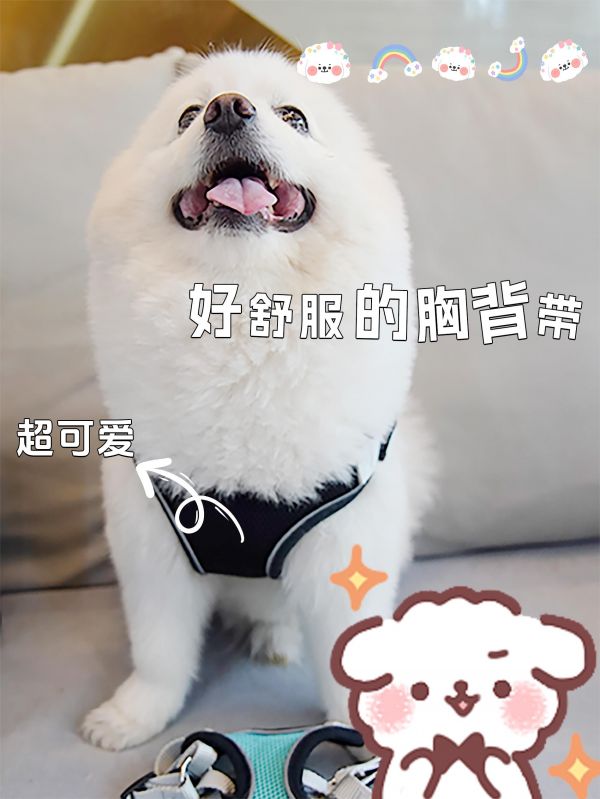 猫狗必备!背心式牵引绳,轻松遛宠物。舒适柔软,不勒脖子,让宠物自由自在。#萌宠好物 #人人都是爱宠分享官 #宠物牵引绳
