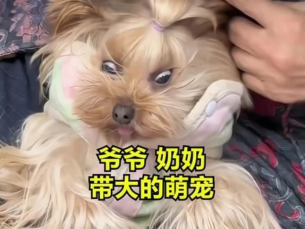 爷爷奶奶带大的萌宠,是把它当做小时候的我们了嘛?#宠物 #是宠物更是家人 #治愈 #萌宠